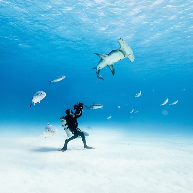 Image taken by Emma Casagrande for Ocean Film Festival World Tour 2021. Image shows an underwater photographer standing on the ocean floor surrounded by fish, and taking a photograph of a shark swimming above him.