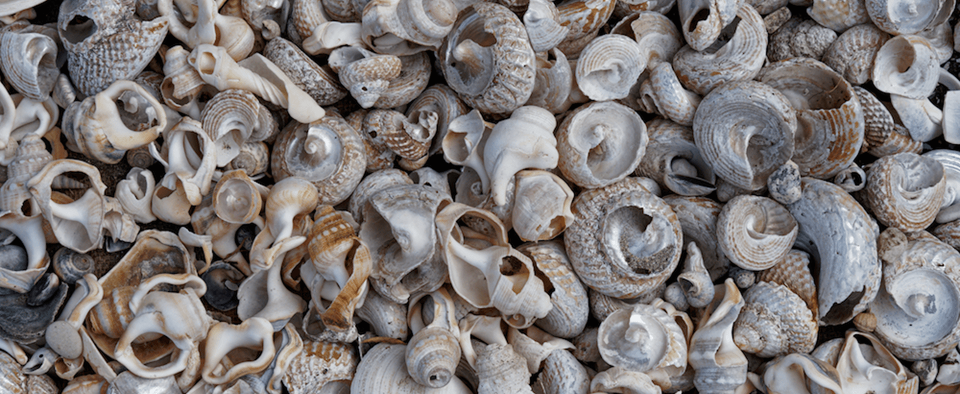 Umbraco.Web.PublishedCache.NuCache.Property